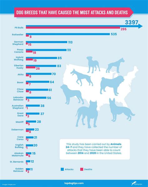 pitbull attack|pit bull attack statistics 2022.